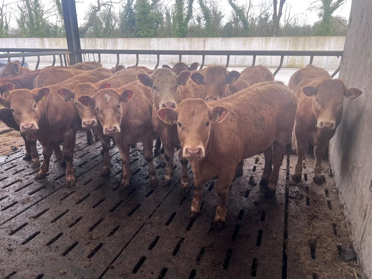 •01/04/26• 10 Golden Charolais Heifers - Image 4