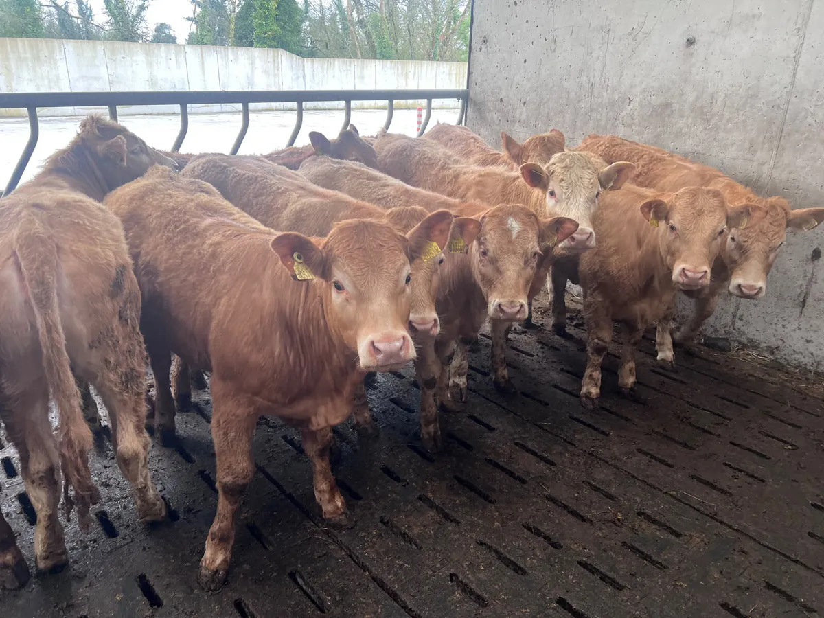 •01/04/26• 10 Golden Charolais Heifers - Image 2