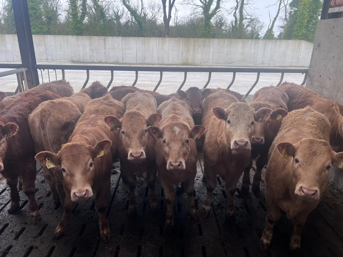 •01/04/26• 10 Golden Charolais Heifers - Image 1