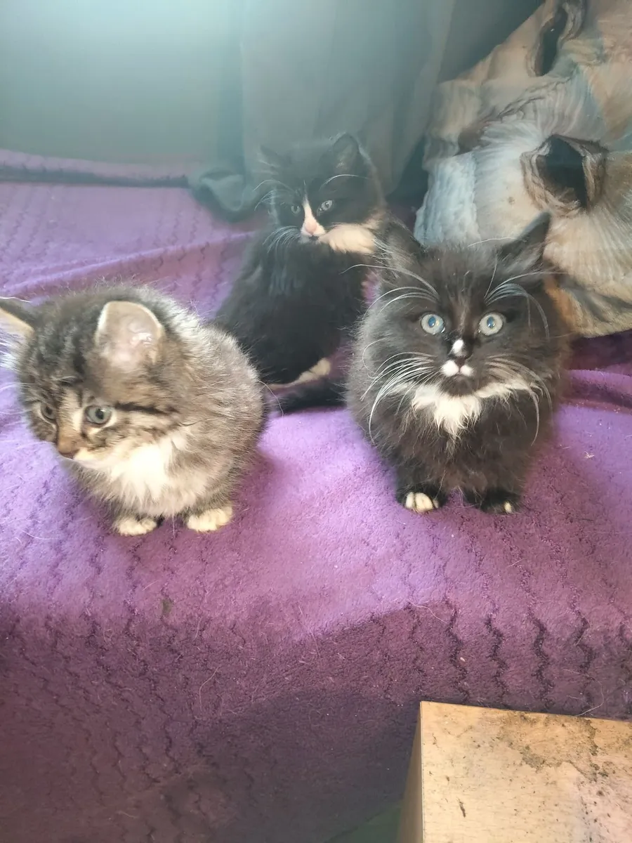Kittens - Image 2