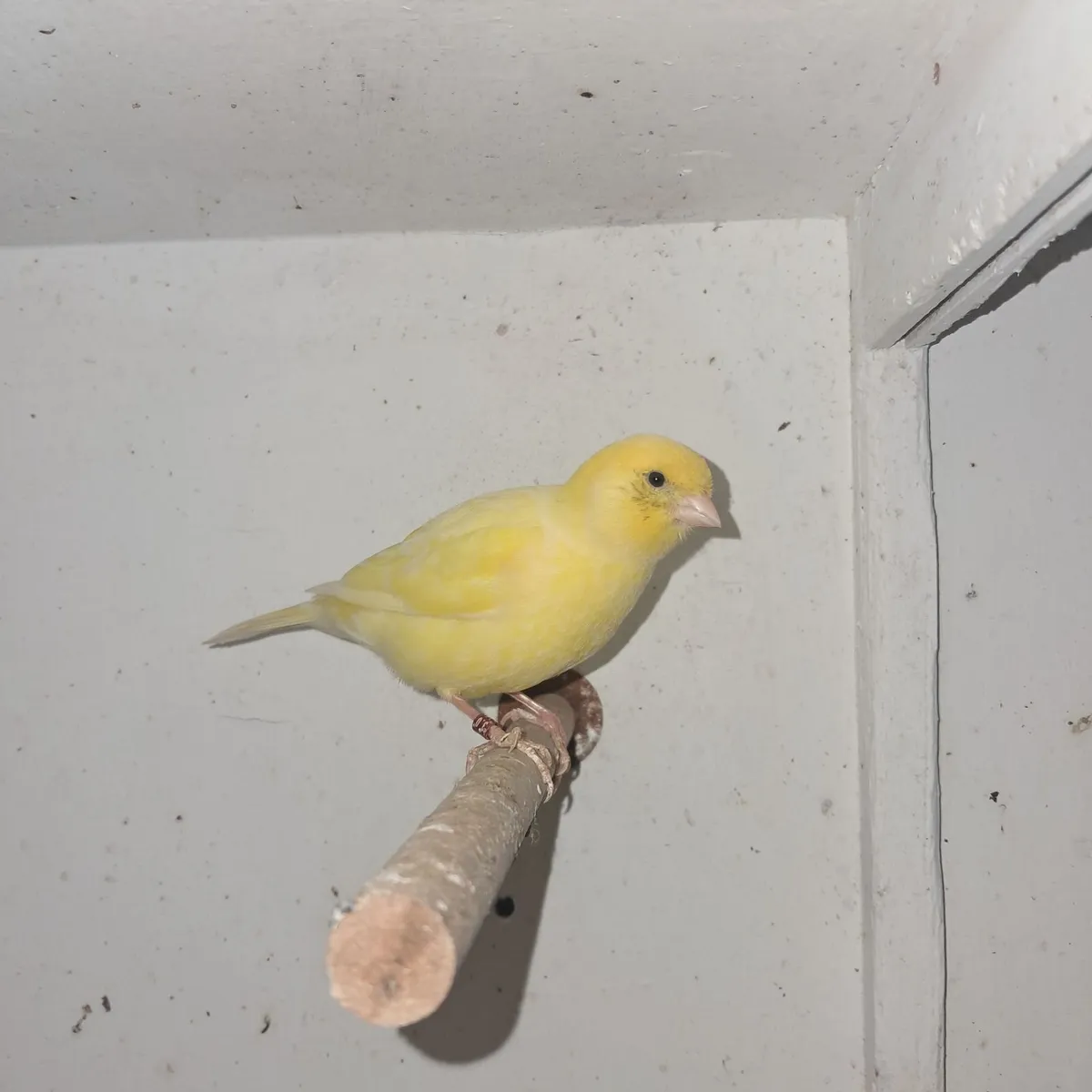 Two pairs of fifes + one cock - Image 1