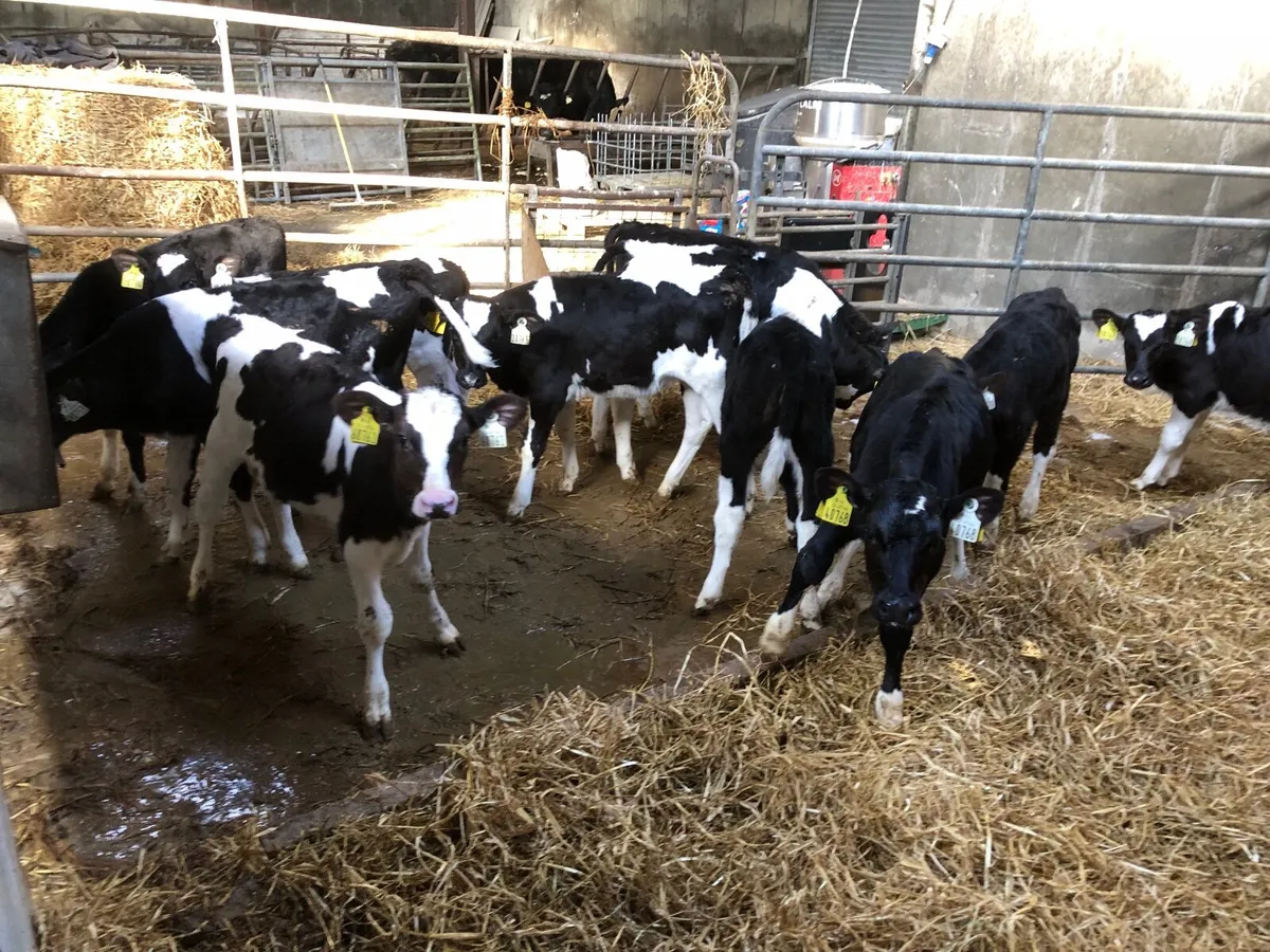 Calves - Image 1