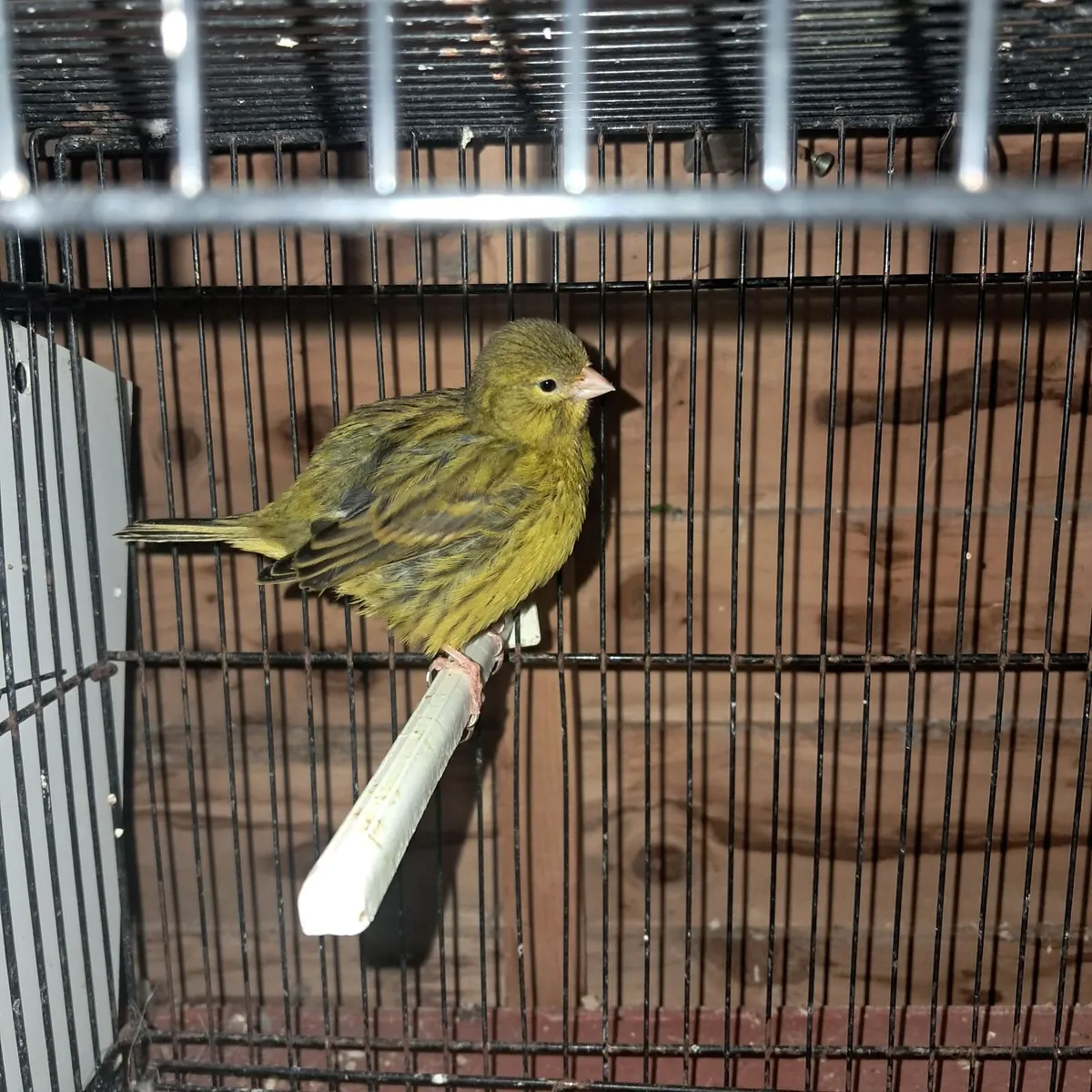 Two pairs of fifes + one cock - Image 3