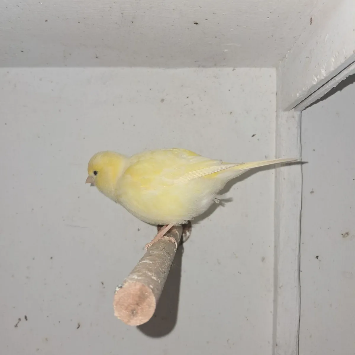 Two pairs of fifes + one cock - Image 2