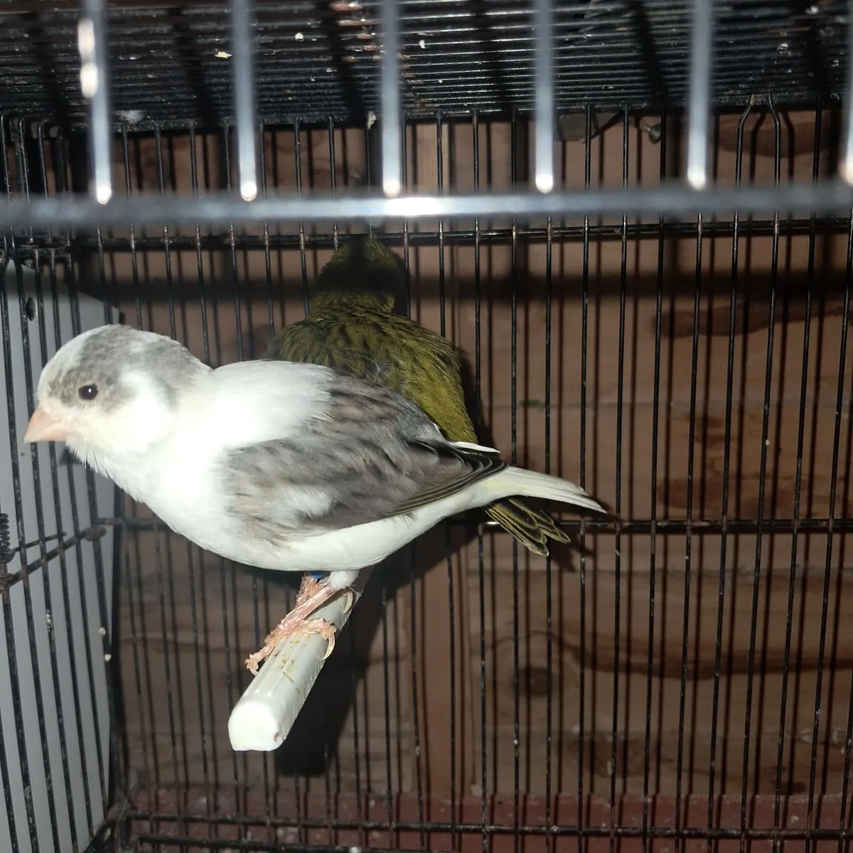 Two pairs of fifes + one cock - Image 4