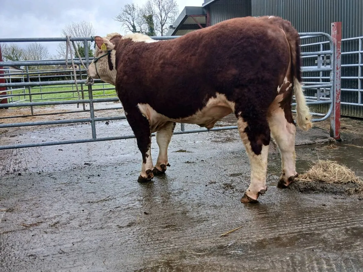 Pedigree Hereford bulls - Image 2
