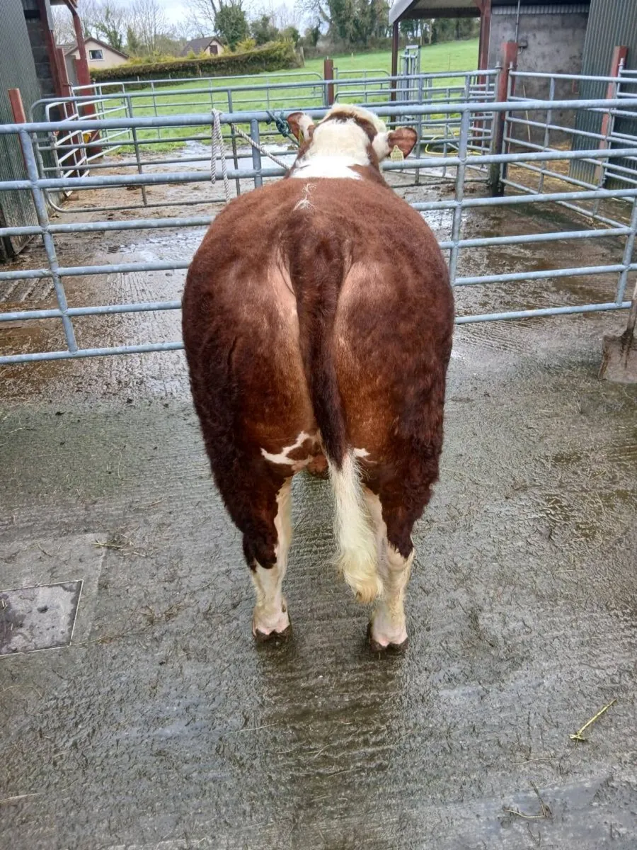 Pedigree Hereford bulls - Image 3