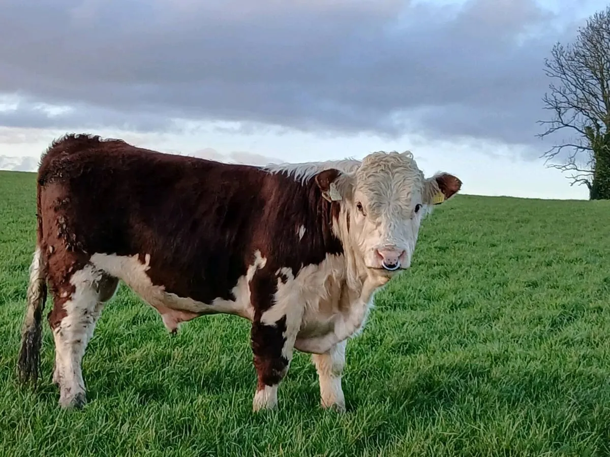 Pedigree Hereford bulls - Image 4