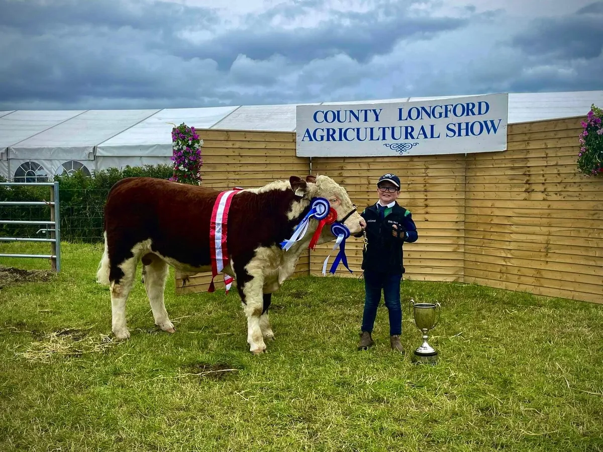 Pedigree Hereford bulls - Image 1