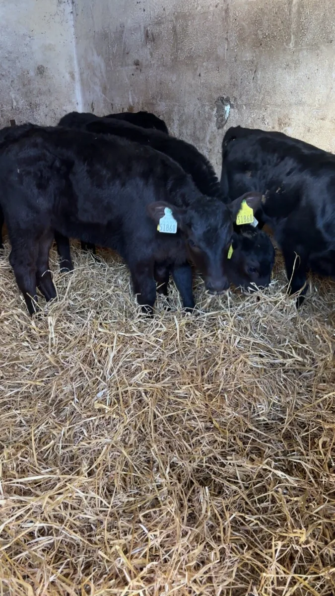Strong Angus Heifer Calves - Image 1