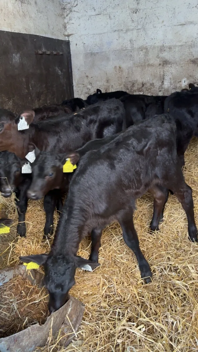 Strong Angus Heifer Calves - Image 2