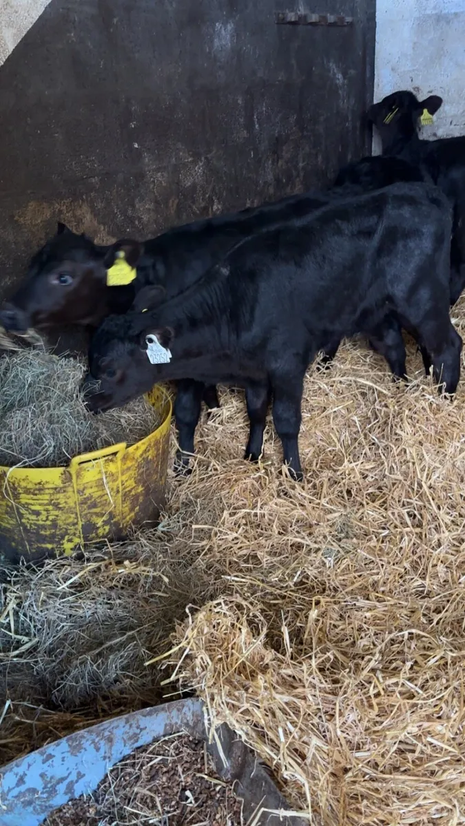 Strong Angus Heifer Calves - Image 3