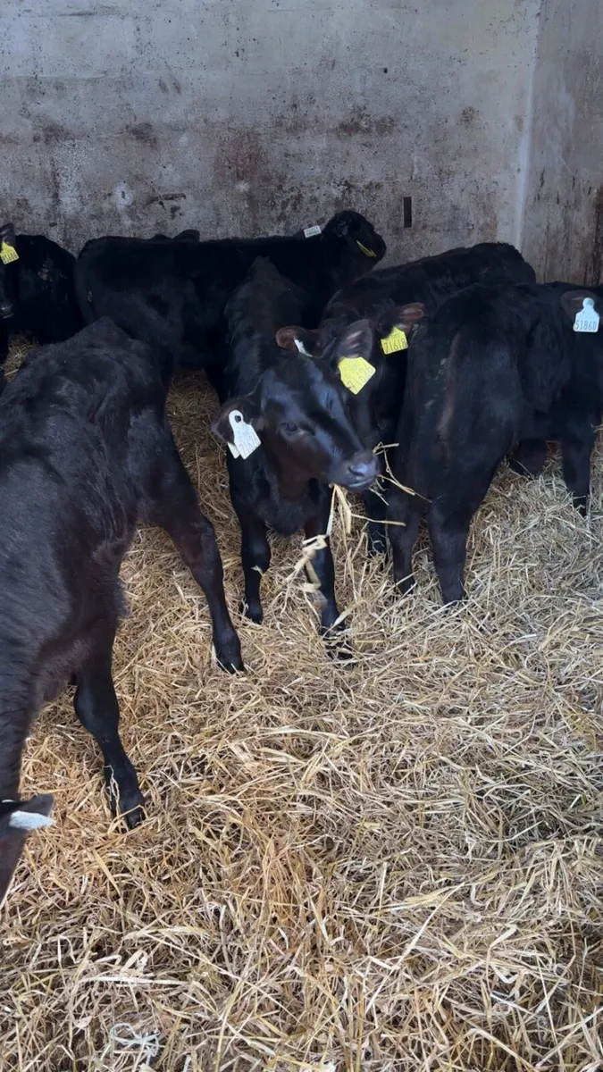 Strong Angus Heifer Calves - Image 4