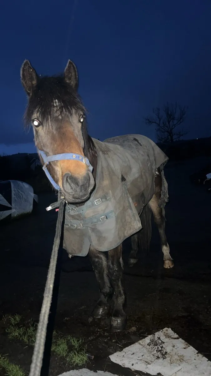 3 year old connemara x cob - Image 2