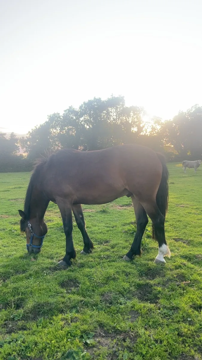 3 year old connemara x cob - Image 3