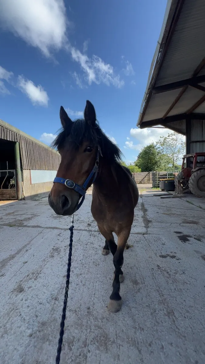 3 year old connemara x cob - Image 1