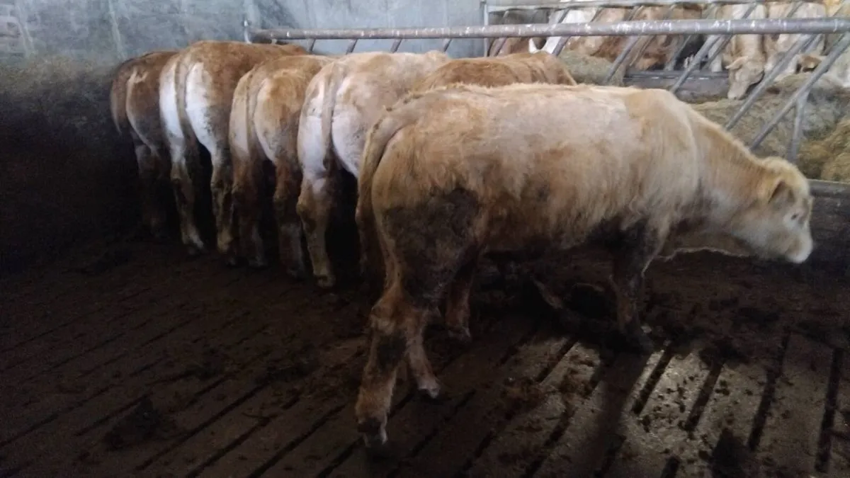 Chx limx weanling bulls - Image 2