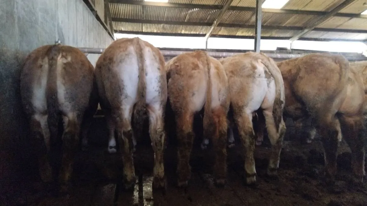 Chx limx weanling bulls - Image 3