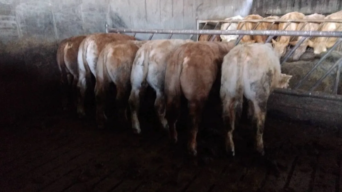 Chx limx weanling bulls - Image 1