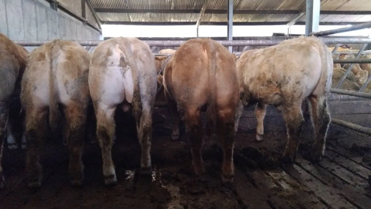 Chx limx weanling bulls - Image 4