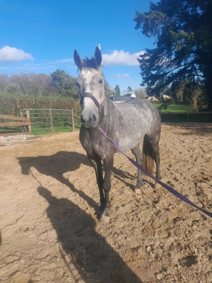 15.2 gelding - Image 1