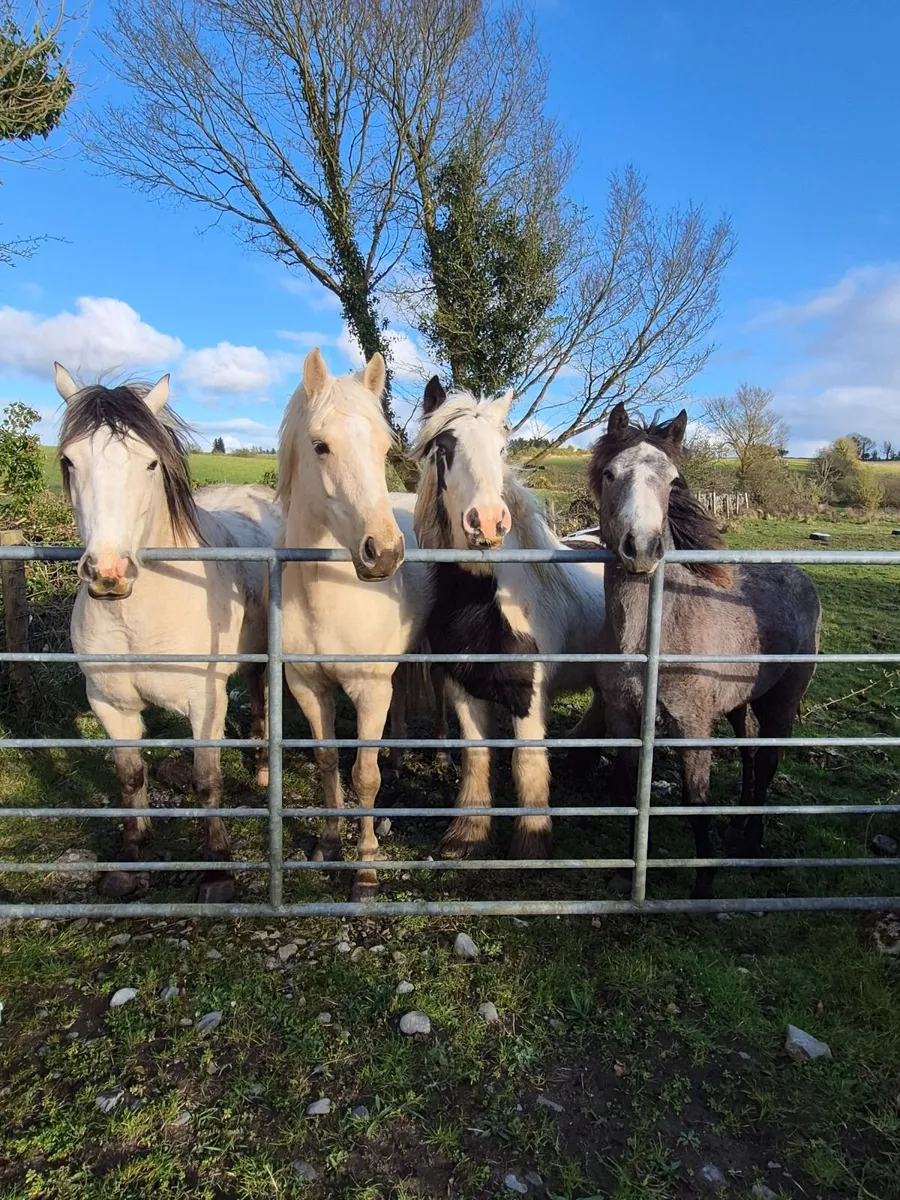 Coloured Cob Colt - Image 1