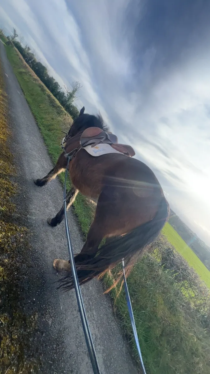 3 year old connemara x cob - Image 4