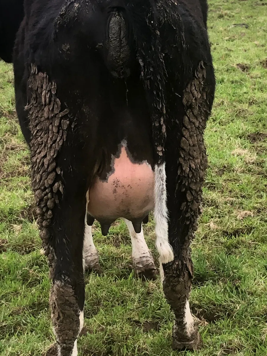 Calved heifer - Image 1