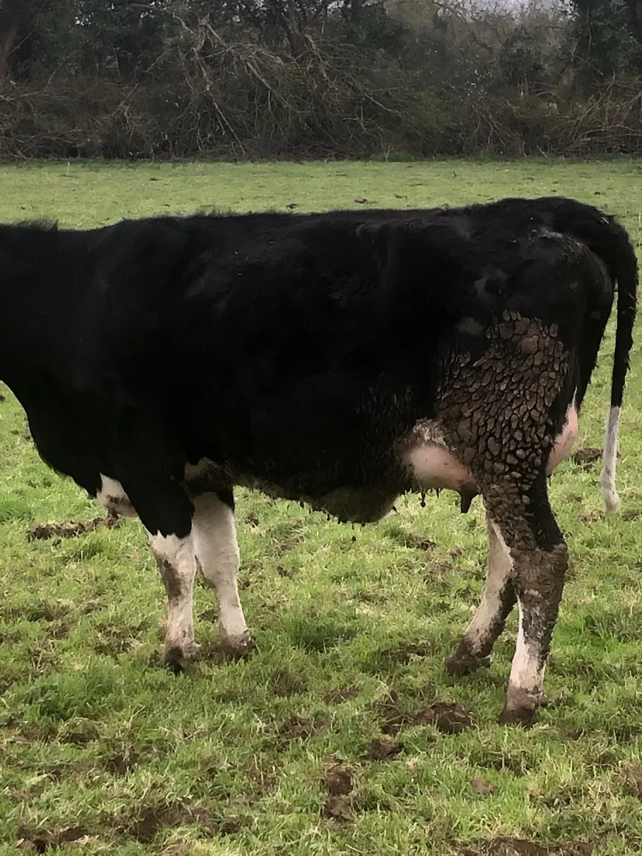 Calved heifer - Image 2