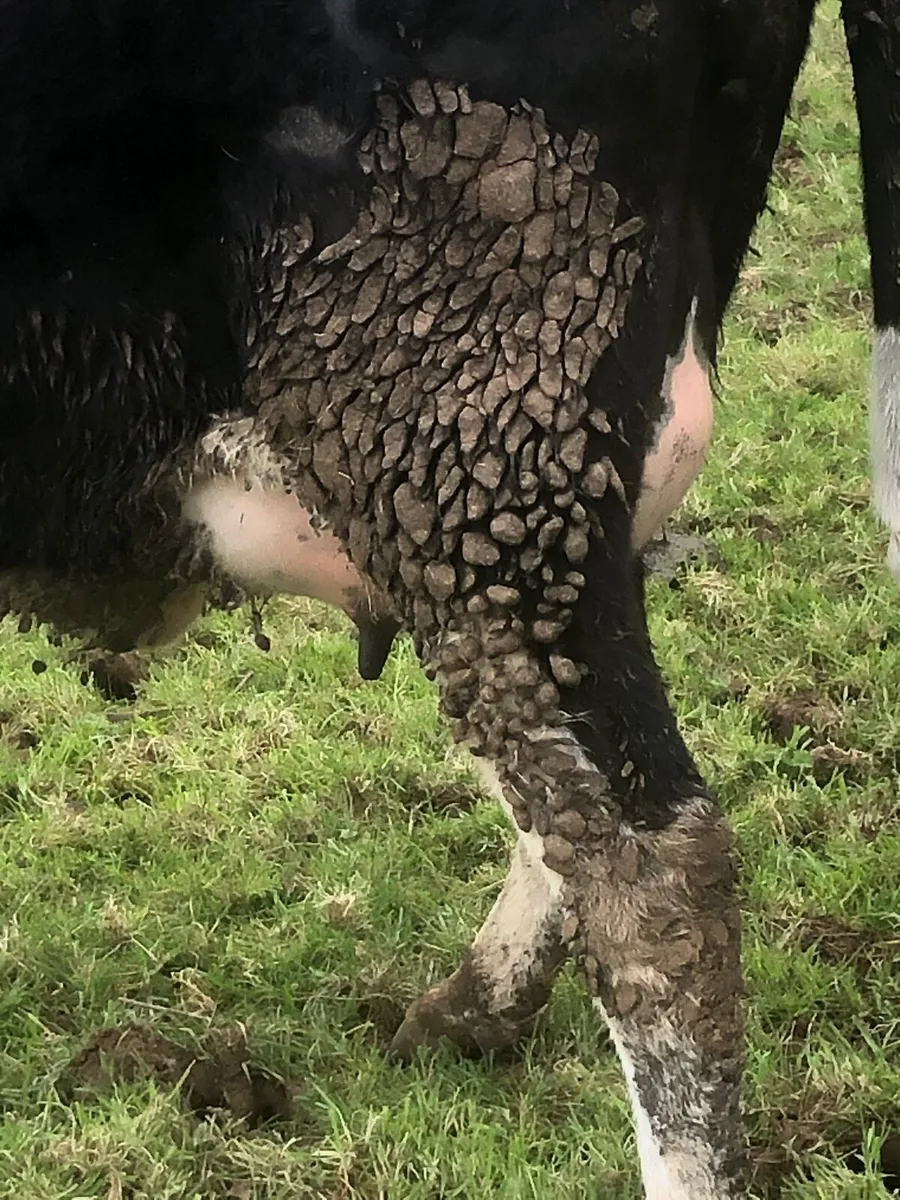 Calved heifer - Image 3