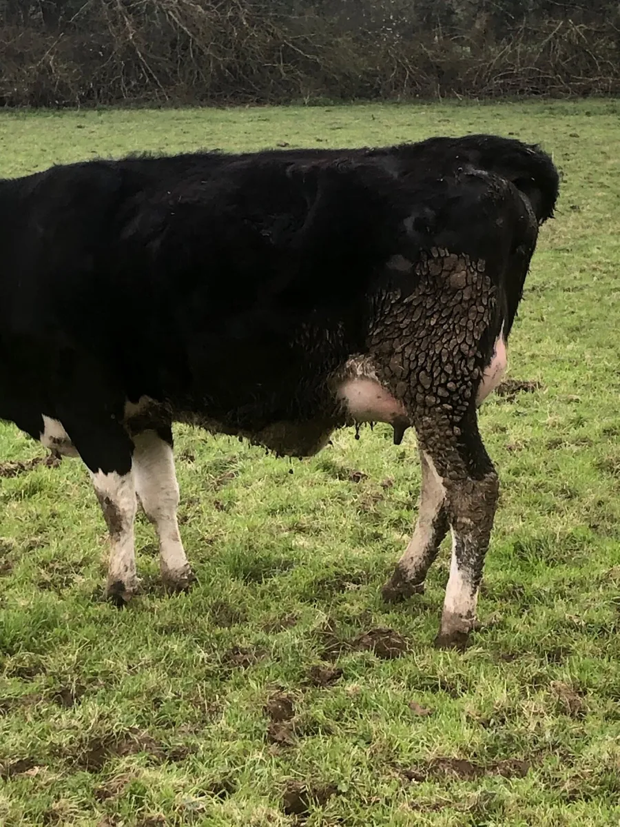 Calved heifer - Image 4