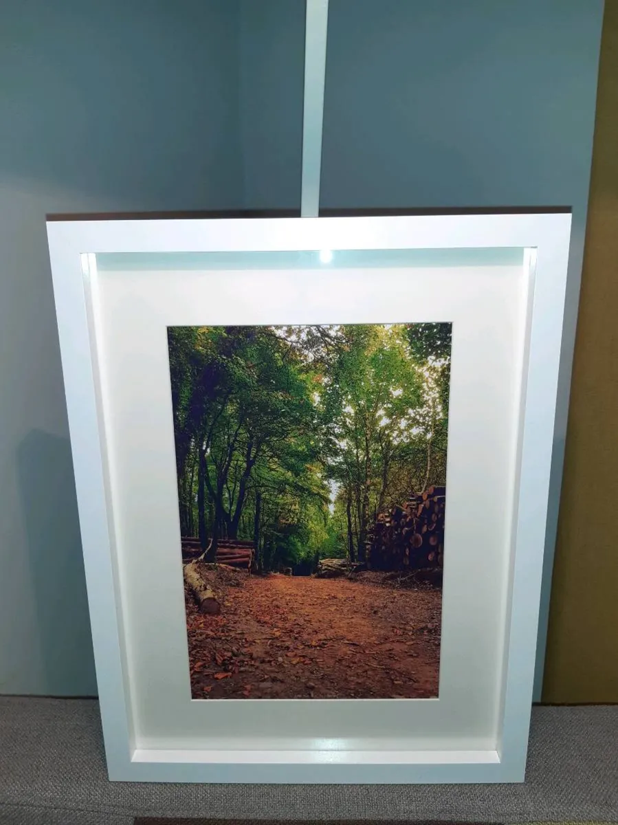 Rostellan Woods - Image 3