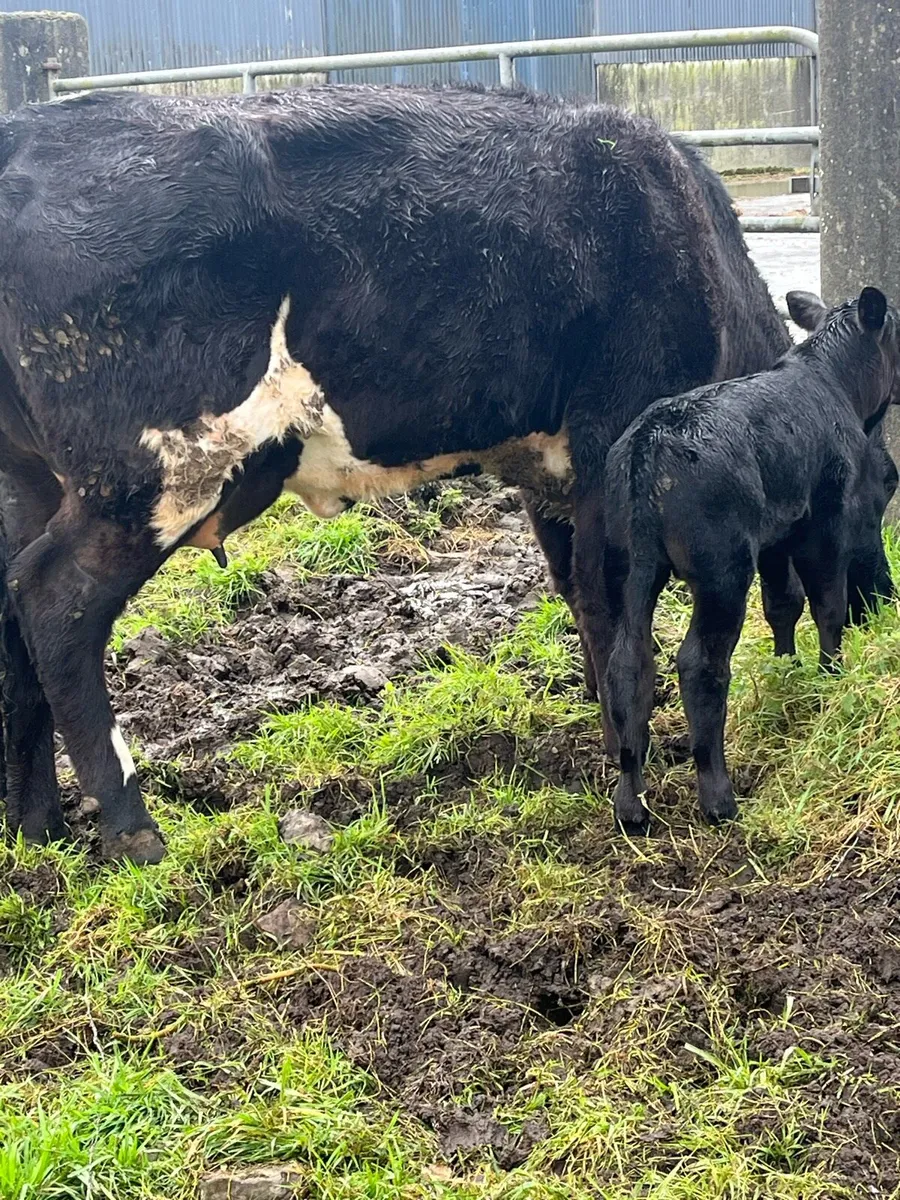AA heifer with calf at foot - Image 2