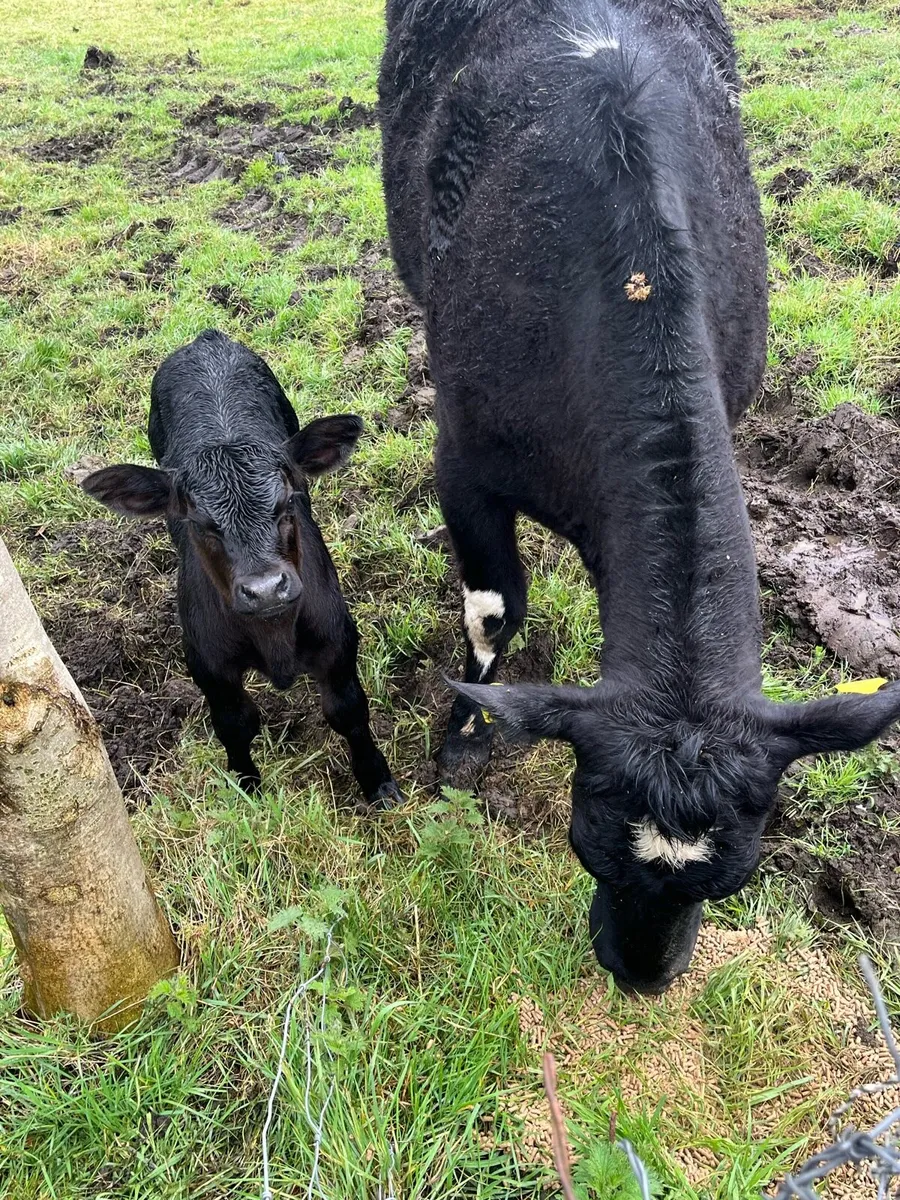 AA heifer with calf at foot - Image 1
