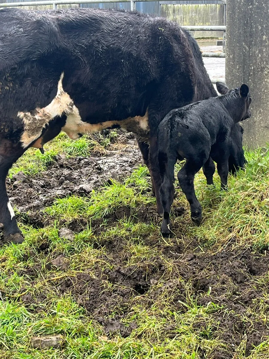AA heifer with calf at foot - Image 3