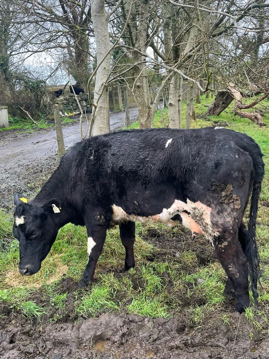 AA heifer with calf at foot - Image 4