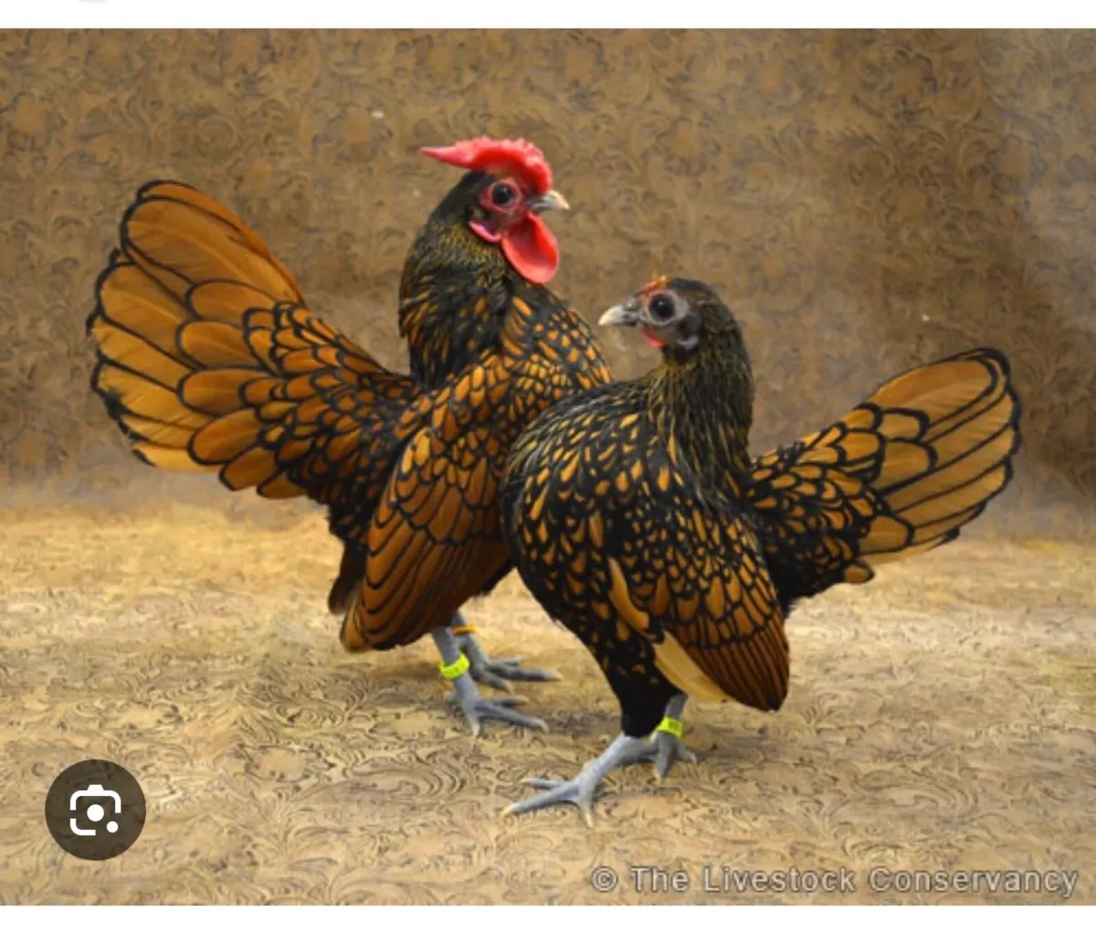 Hatching eggs - Image 4