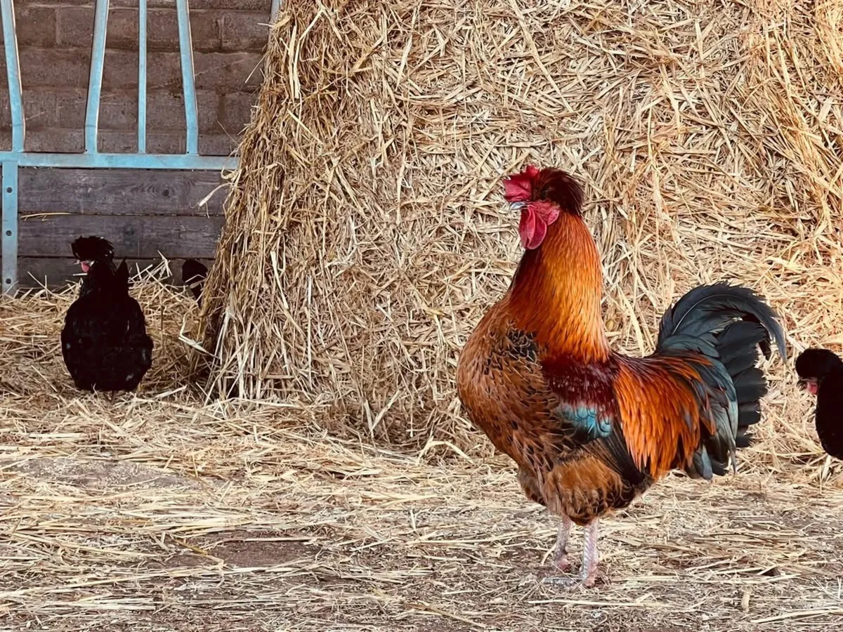 Hatching eggs - Image 1