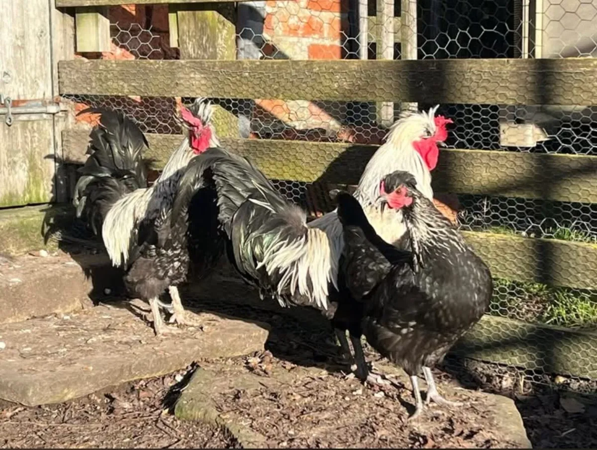 Hatching eggs - Image 2