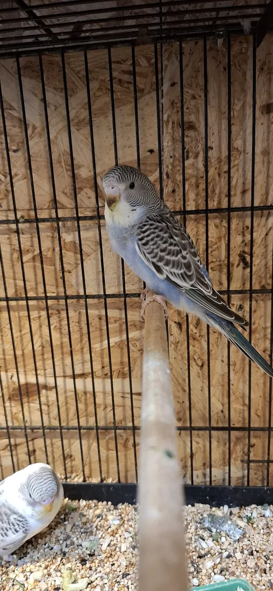 Budgies for sale - Image 1