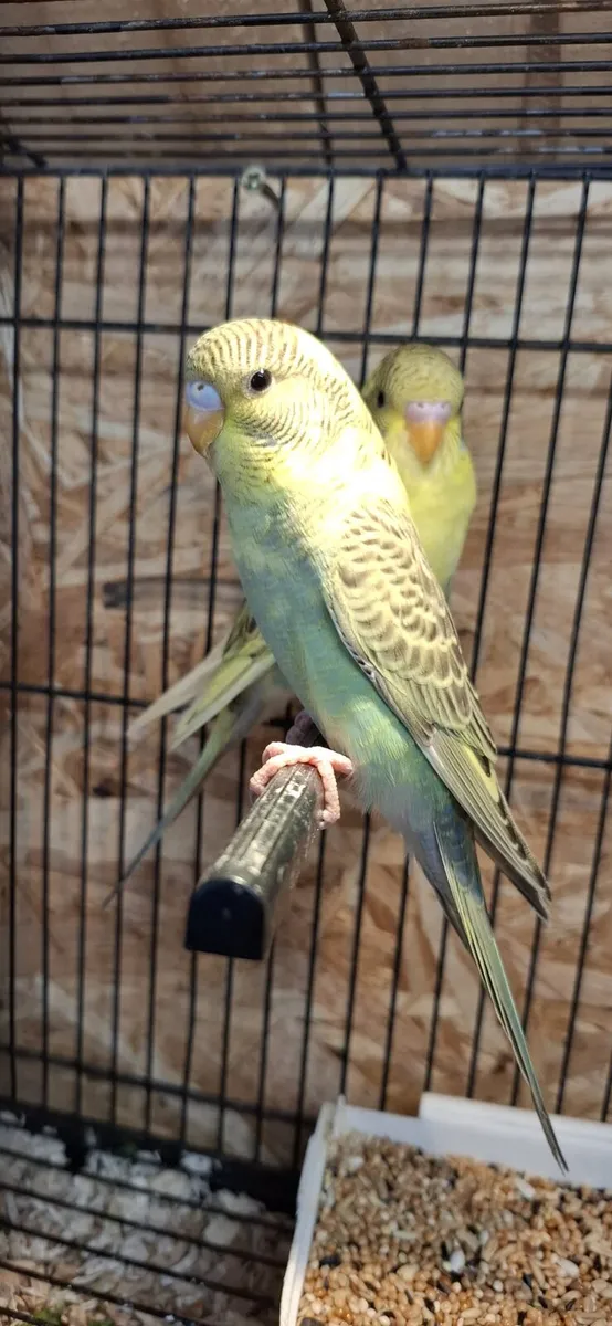 Budgies for sale - Image 2