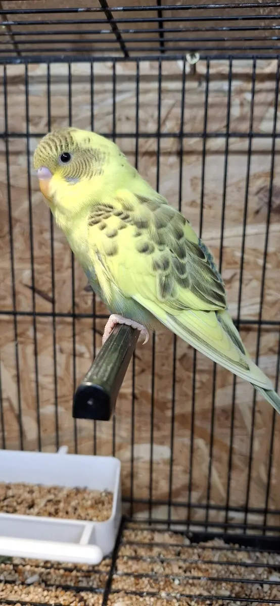 Budgies for sale - Image 3
