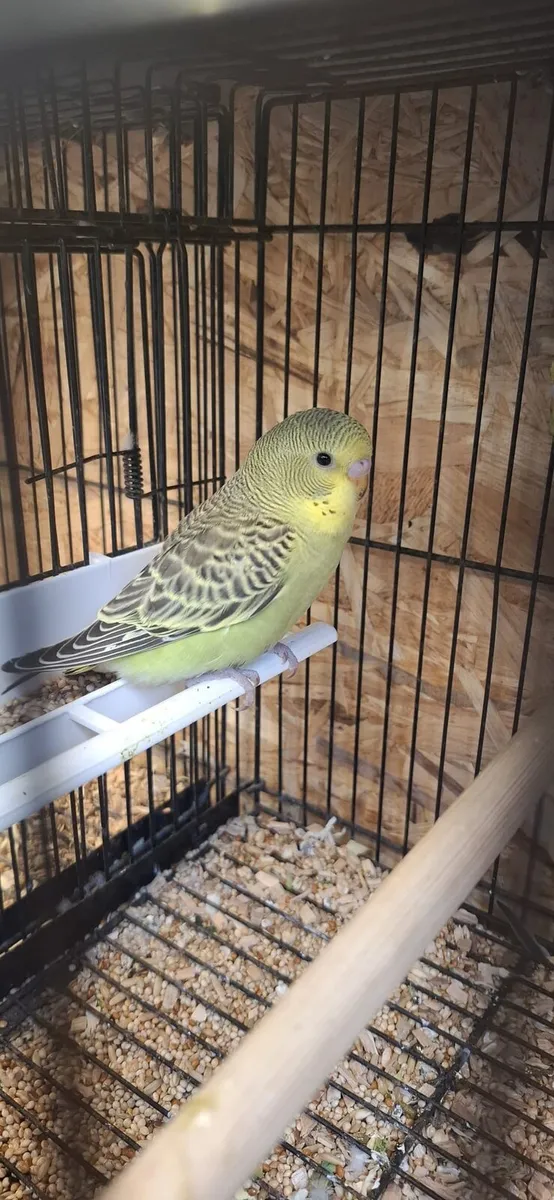 Budgies for sale - Image 4