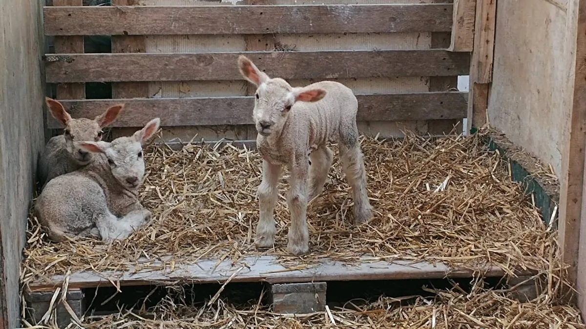 Pet lambs - Image 1