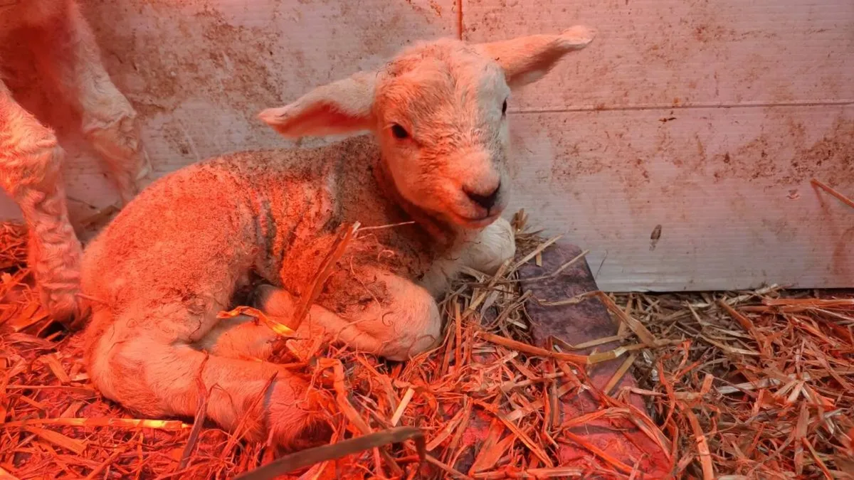 Pet lambs - Image 2