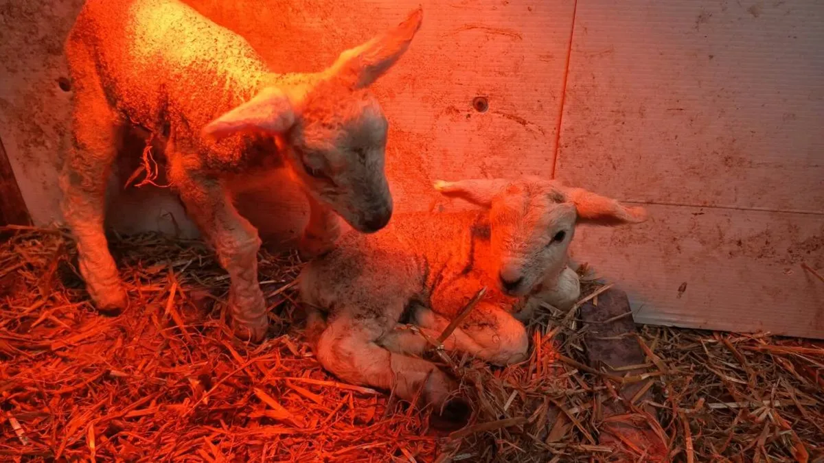 Pet lambs - Image 3