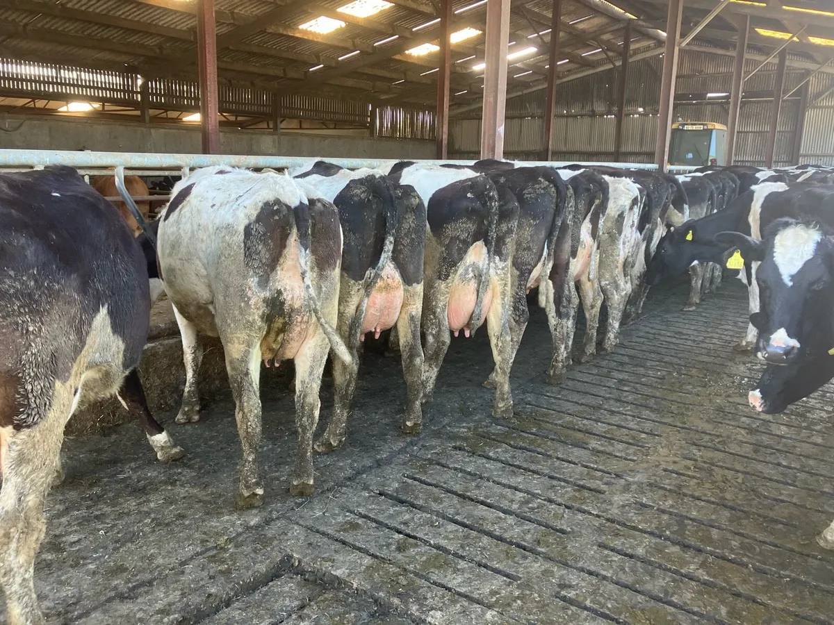 Fresian cows and heifers - Image 1