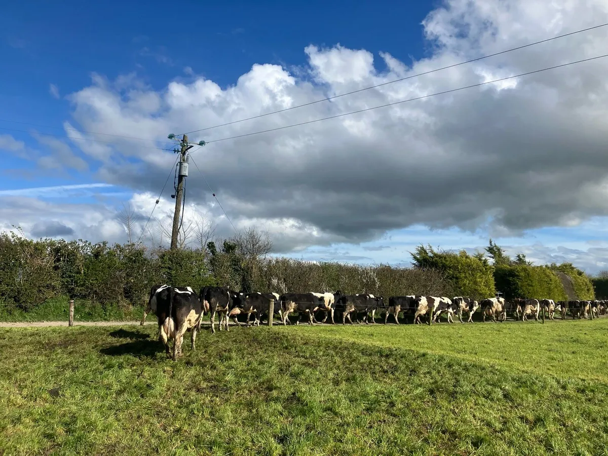 Fresian cows and heifers - Image 3