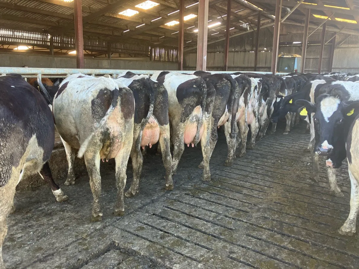 Fresian cows and heifers - Image 2