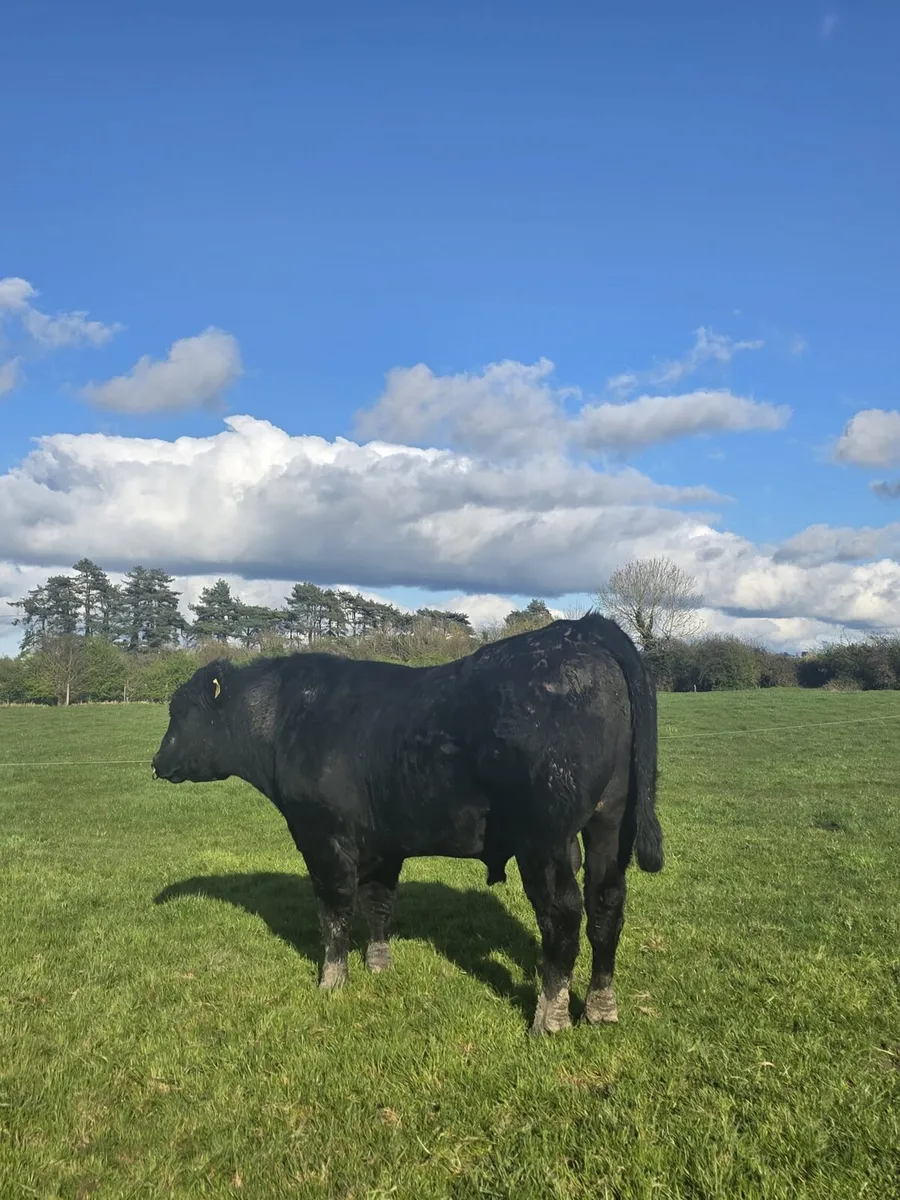 Angus bulls - Image 3